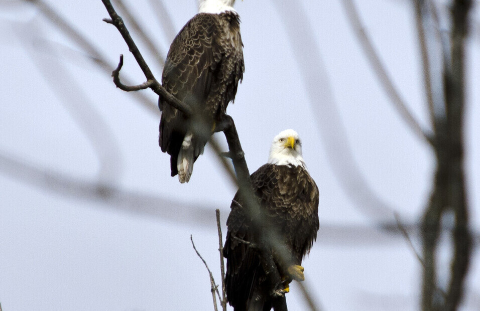 Eagles-Masters of the Sky