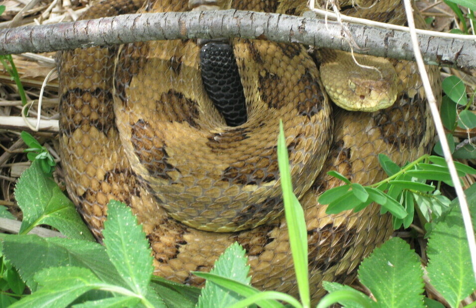 snake