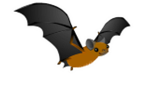 bats about bats