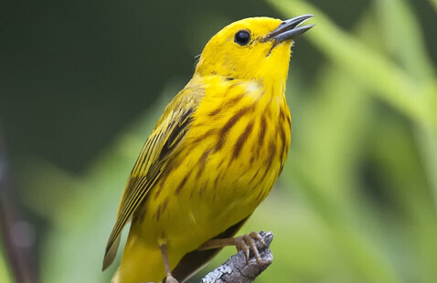 bird