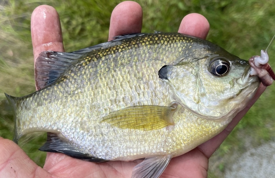 fish