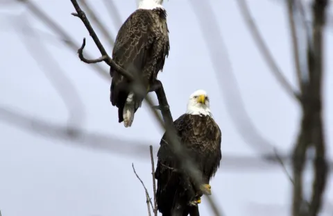 Eagles-Masters of the Sky