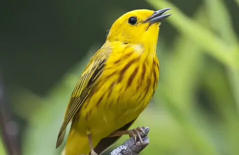 bird