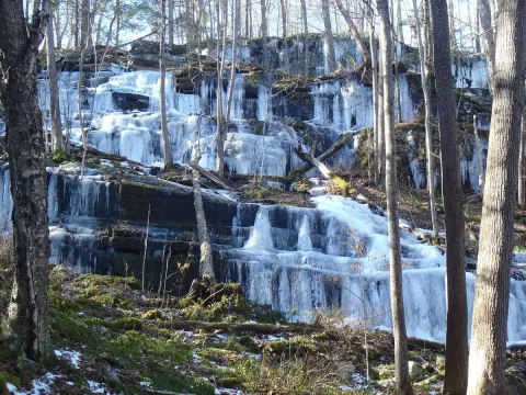state forest