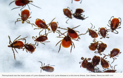 ticks